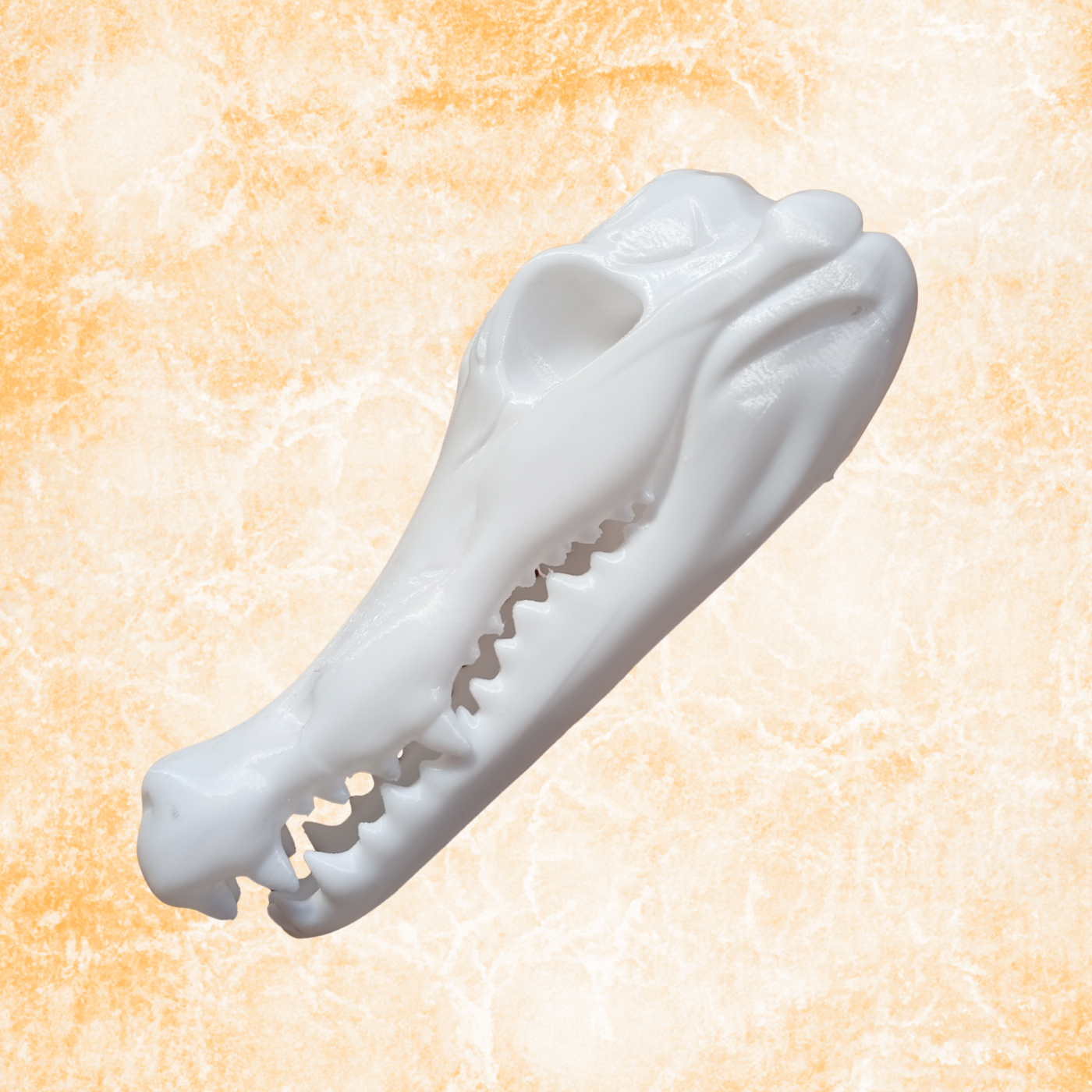 Crocodile Skull Sculpture – Modern Minimalist Animal Skull Decor, (20cm)